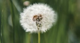 anti-allergen_Luxe_viragfal