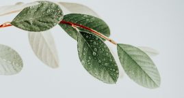 higenikus_Luxe_viragfal